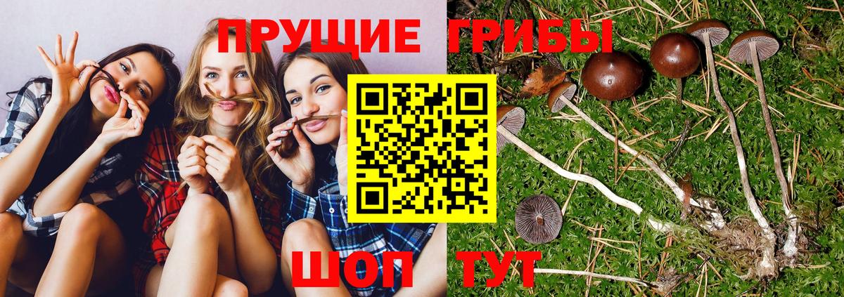 Галлюциногенные грибы Cubensis  купить наркотик  Грозный  Вход с VPN 